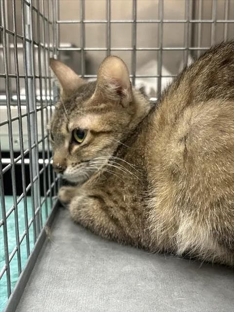 Honey Cheerio - Domestic Short Hair