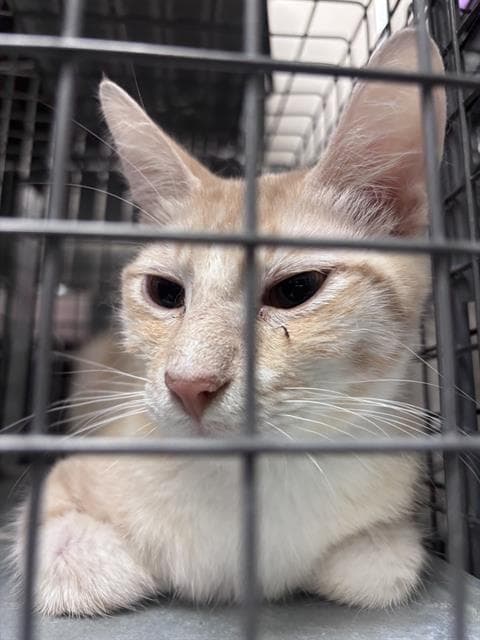 Karissa - Domestic Short Hair