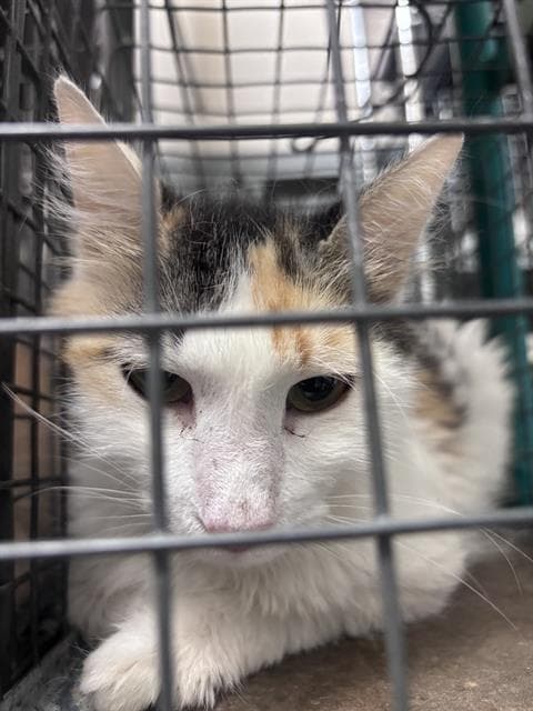 Pebble - Domestic Short Hair