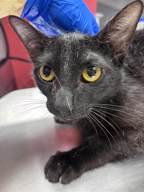 Kit Kat - Domestic Short Hair