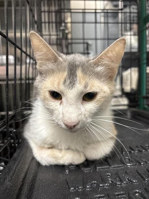 Nilla - Domestic Short Hair