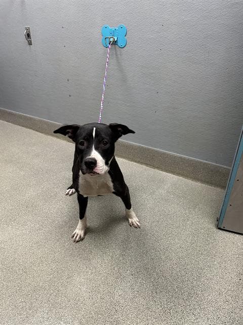 Zuri - Pit Bull Terrier