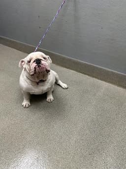 Bruno image 1