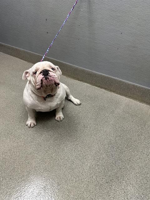 Bruno - English Bulldog