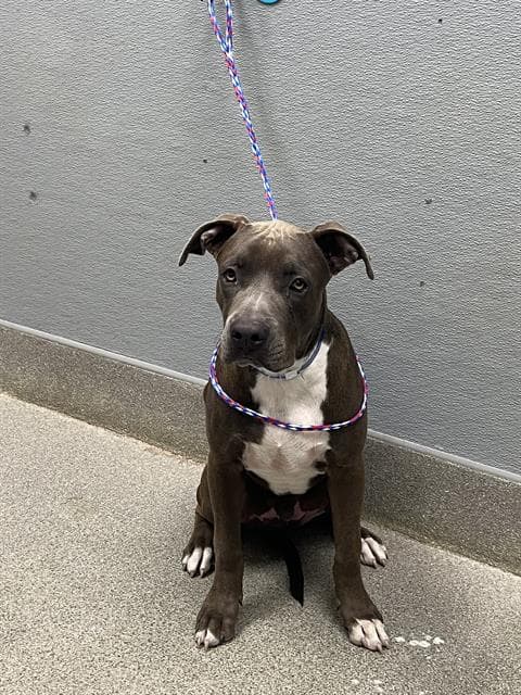 Jiranamo - Pit Bull Terrier