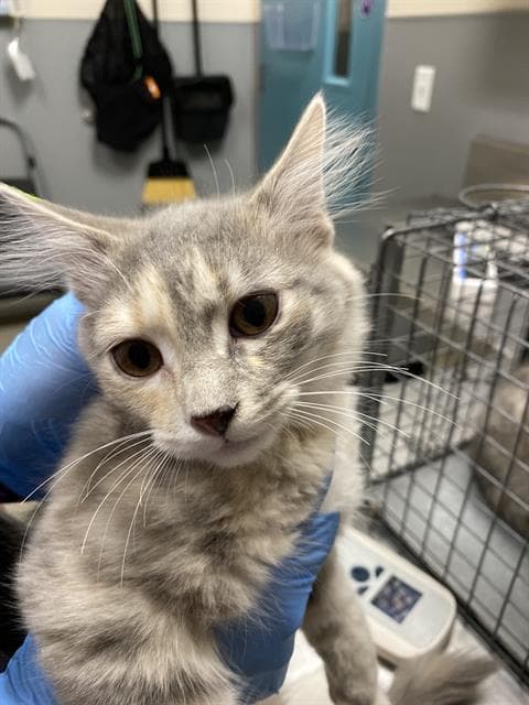 Eden - Domestic Short Hair
