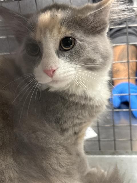 Abby - Domestic Short Hair