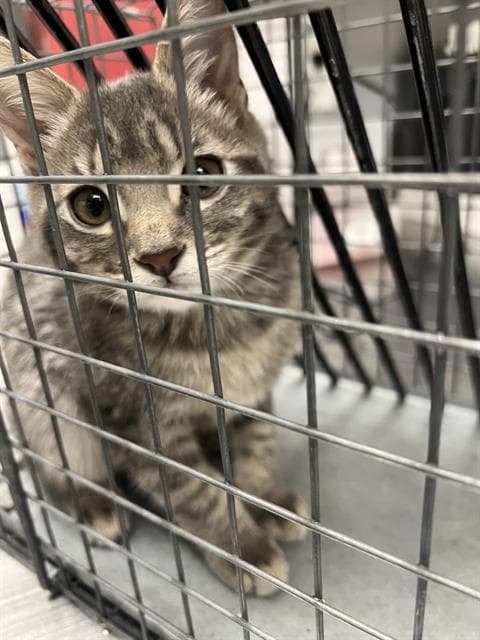 Sofia - Domestic Short Hair