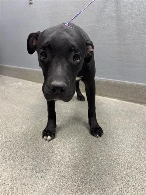 Leilani - Presa Canario