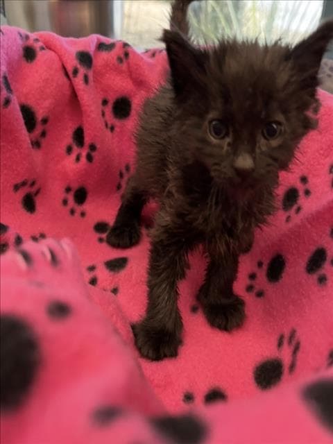 Henry - Domestic Short Hair