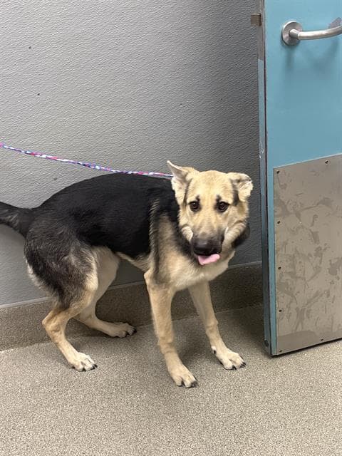 Lollipop - German Shepherd Dog