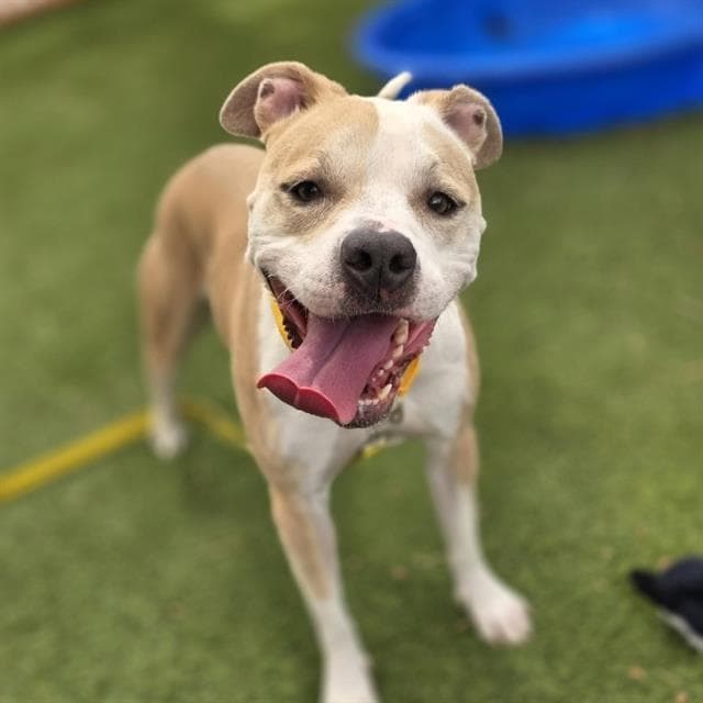 Stormie - Pit Bull Terrier