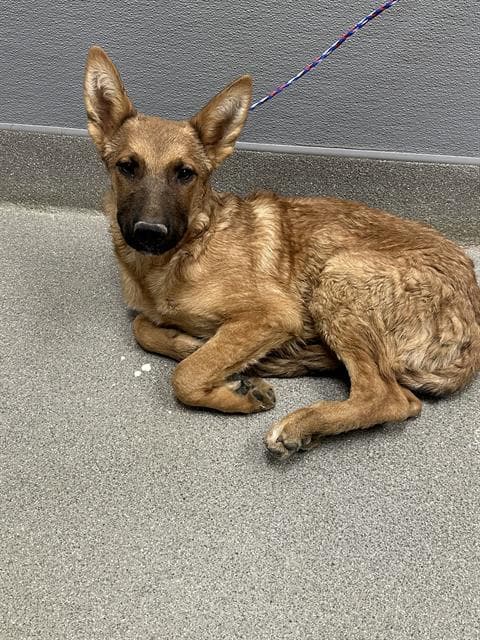 Grecko - German Shepherd Dog