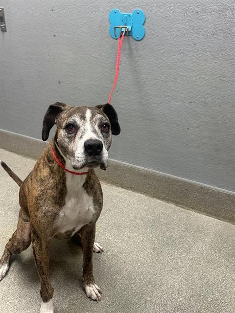 Zazula - Pit Bull Terrier