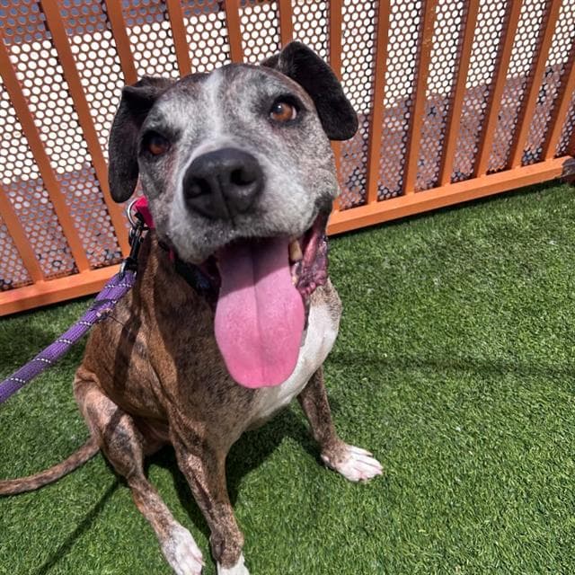 Zazula - Pit Bull Terrier