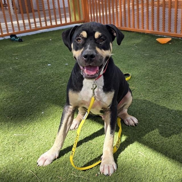 Dexter - Rottweiler