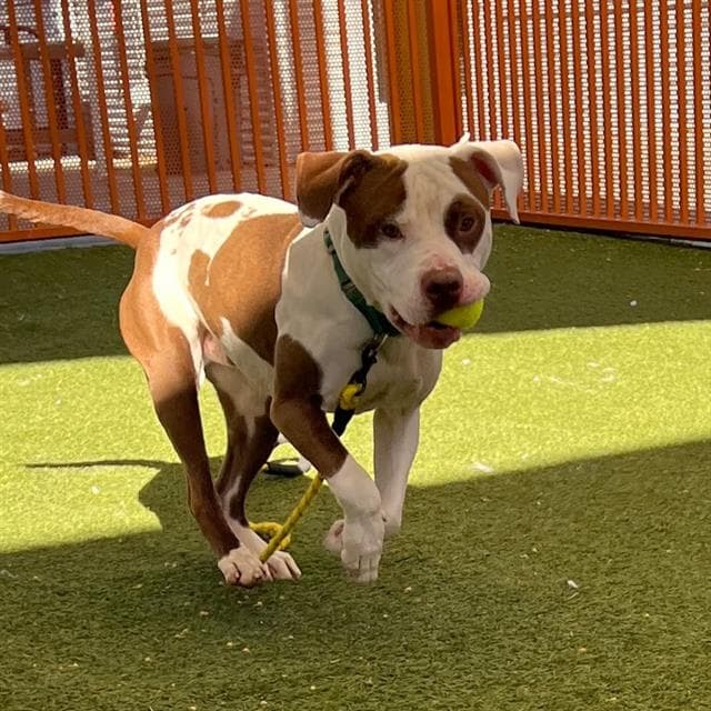Zeus The Moose - Pit Bull Terrier