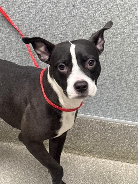 Lotus - Pit Bull Terrier