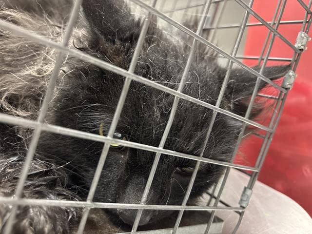 Wonder Boy - Domestic Short Hair