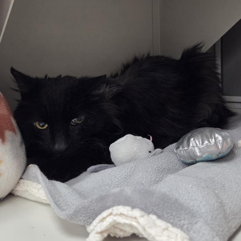 Wonder Boy - Domestic Short Hair