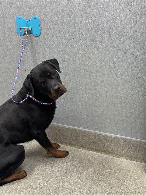 Rory - Rottweiler