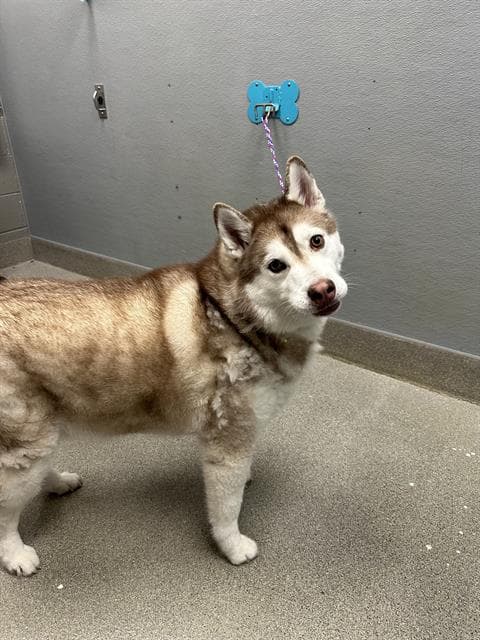 Latte - Siberian Husky