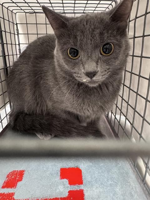 Ms Smith - Domestic Short Hair
