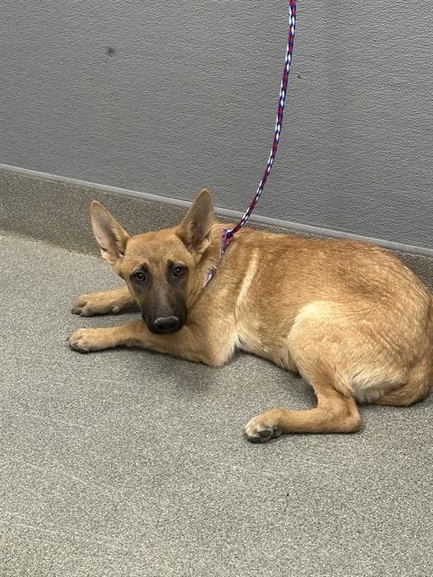 Cupcake - German Shepherd Dog