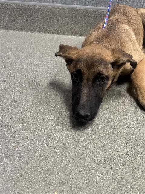 Henna - German Shepherd Dog