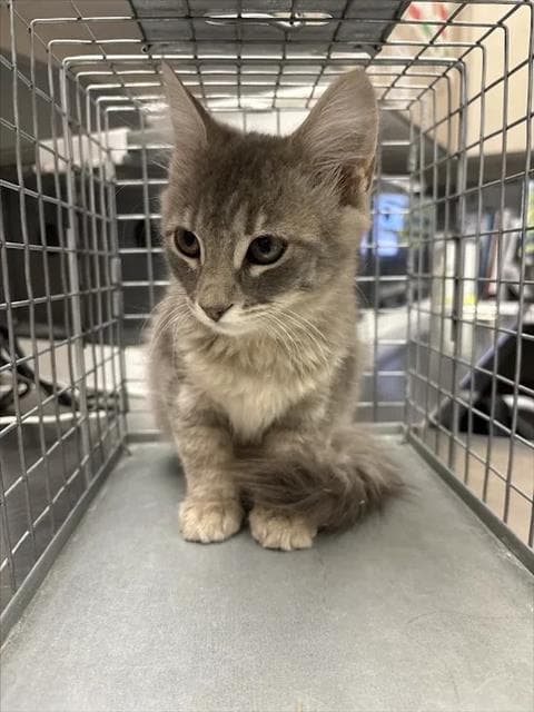 Gooseberry - Domestic Short Hair
