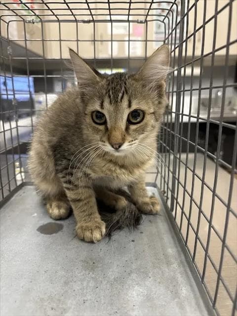 Hamburger Bun - Domestic Short Hair