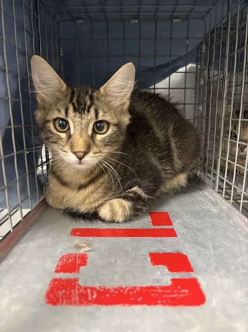 Baked Beans - Domestic Short Hair