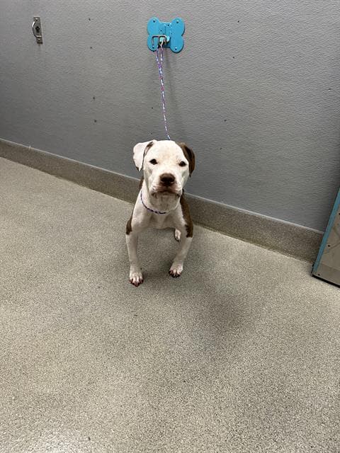 Agatha - Pit Bull Terrier