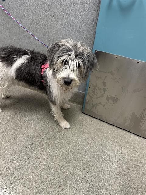 Delta - Irish Wolfhound