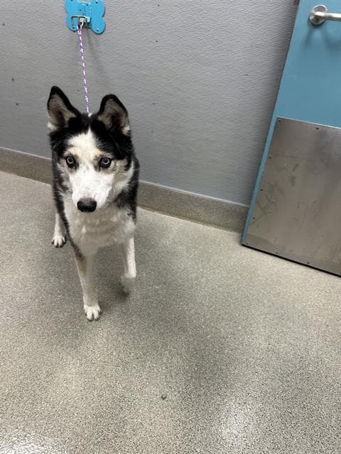 Narwhal - Siberian Husky