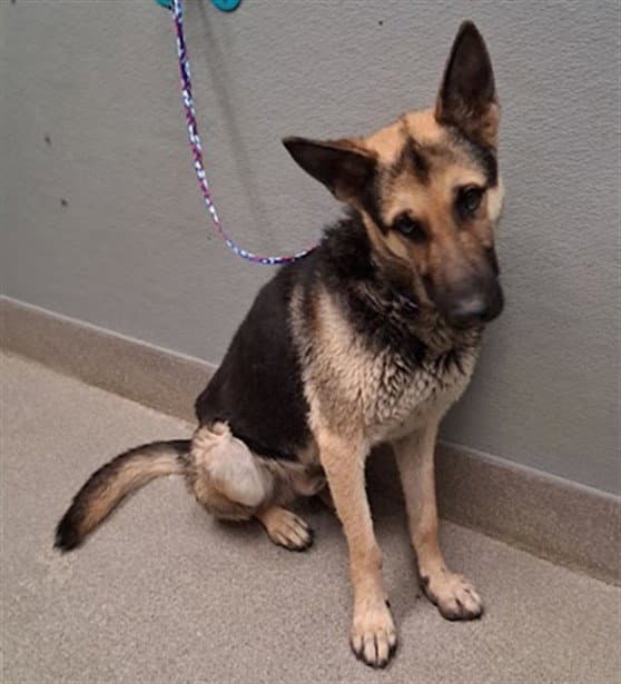 Ben - German Shepherd Dog