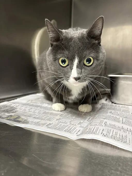 Wide Eyed Sally - Domestic Short Hair