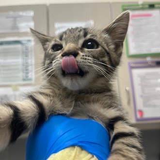 Bastion - Domestic Short Hair