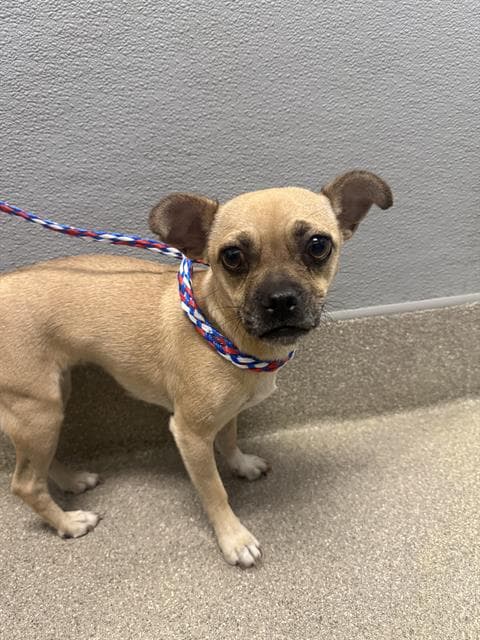 Sugar - Chihuahua