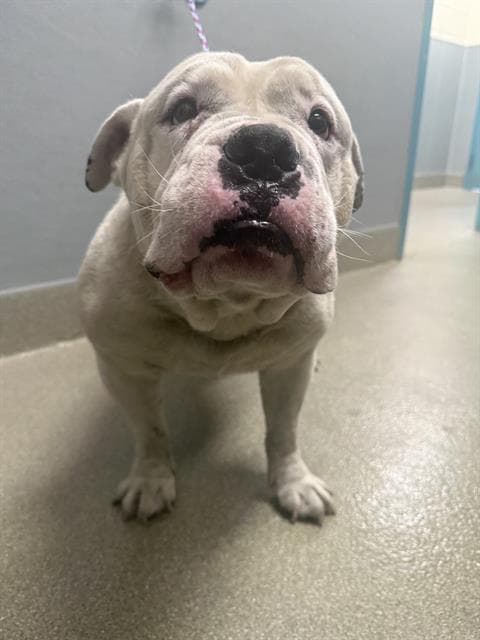 Theo - English Bulldog