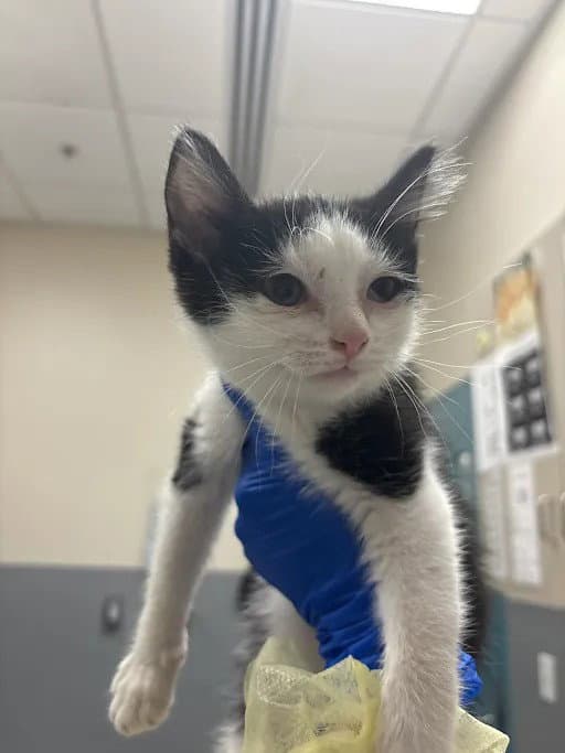 Maggie - Domestic Medium Hair