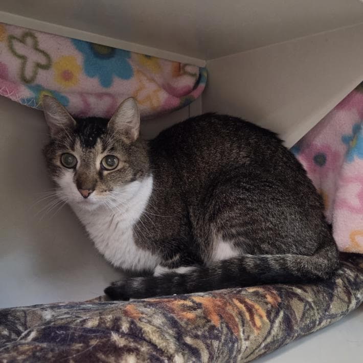 Salty - Domestic Short Hair