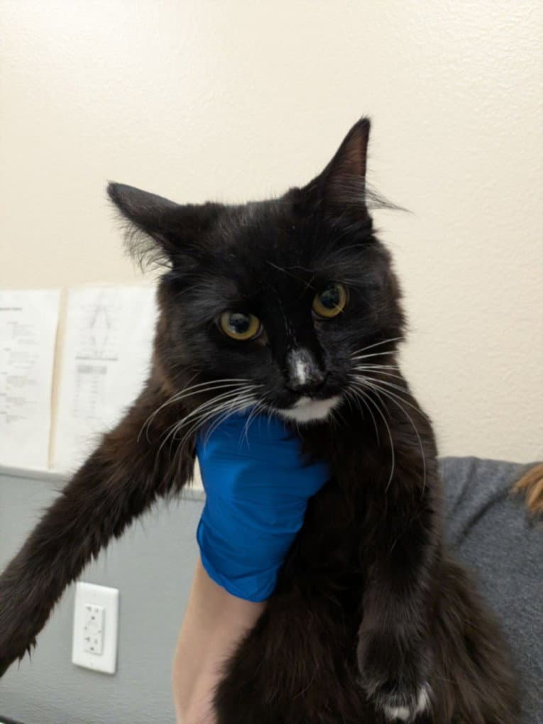 Camel - Domestic Short Hair