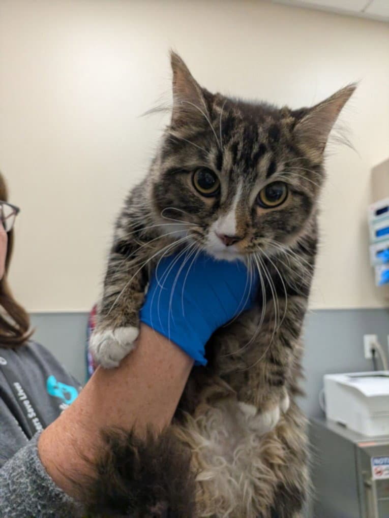 Catfish - Domestic Short Hair