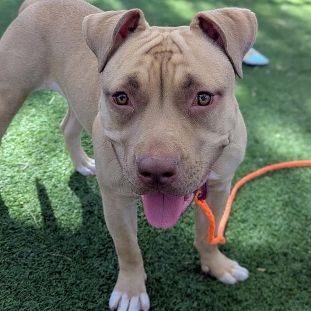 Chelsea - Pit Bull Terrier