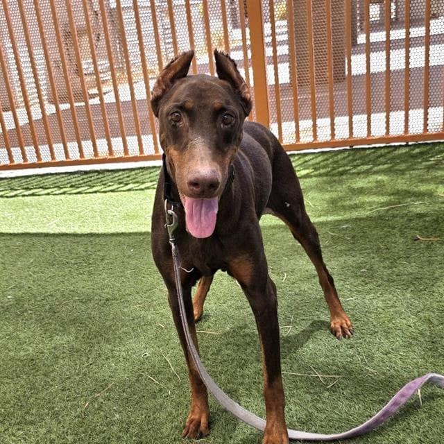 Jelly Bean - Doberman Pinscher