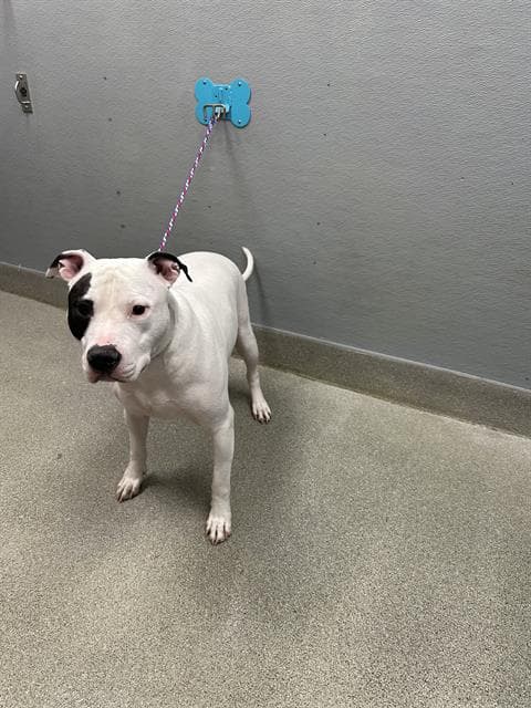 Cheddar - Pit Bull Terrier