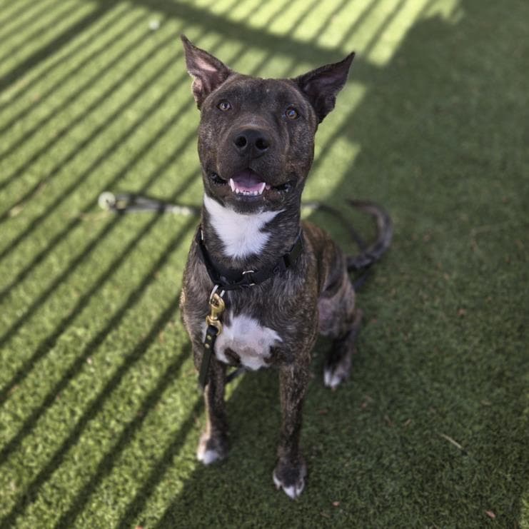 Eugene - American Pit Bull Terrier
