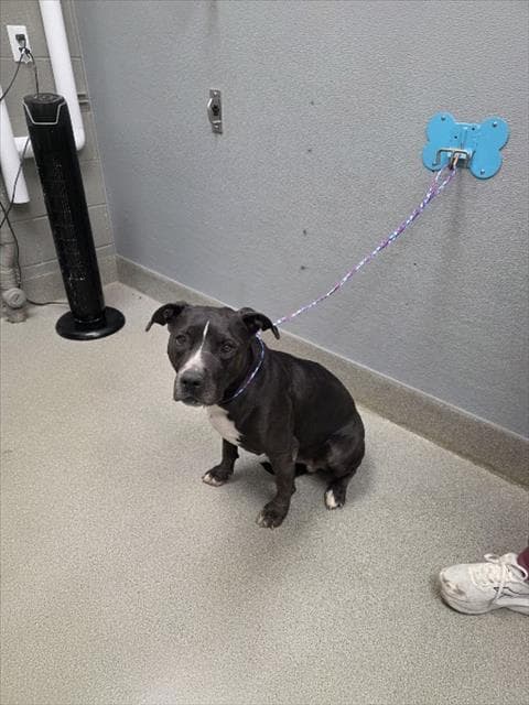 Bluey Da Brat Moore - Pit Bull Terrier