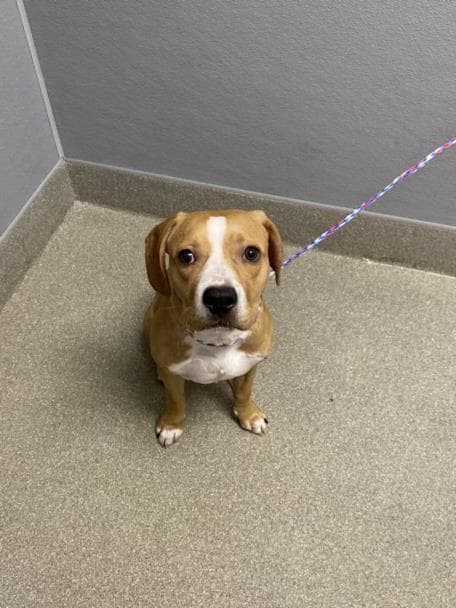 Cowboy - Beagle